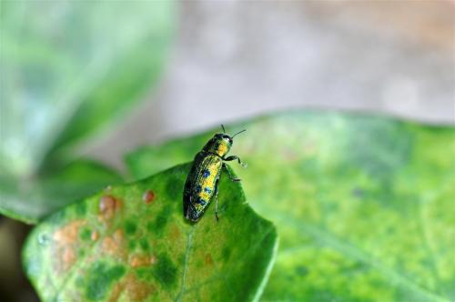 Lamprodila festiva