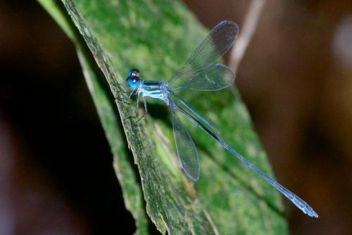 Réf. 88 174 : Oxystigma williamsoni