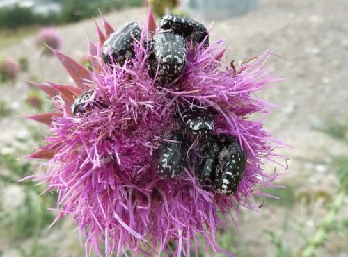 Oxythyrea funesta