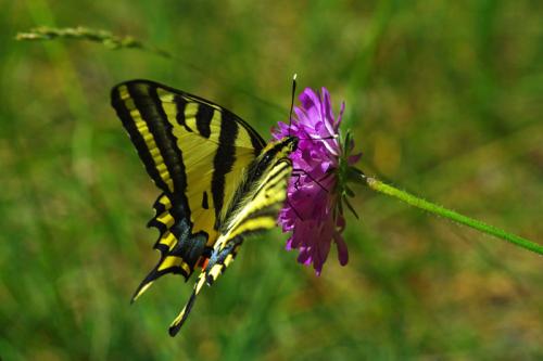 Réf. 88 287 : Papilio alexanor