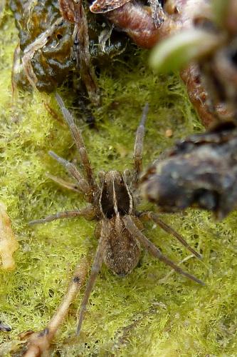 Réf. 88 916 : Pardosa agrestis
