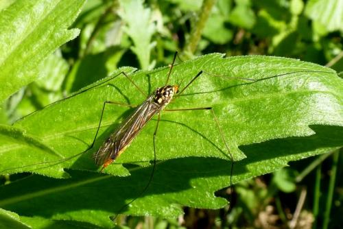 Nephrotoma quadrifaria