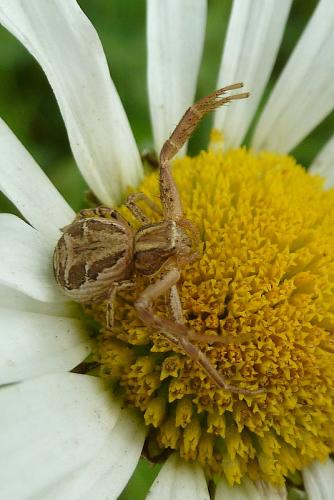 Xysticus sp.