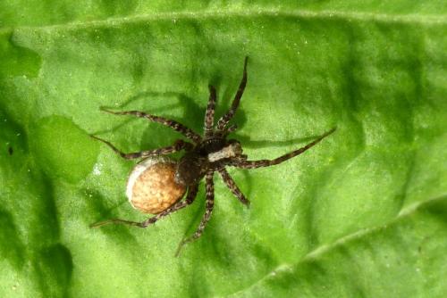 Pardosa sp.
