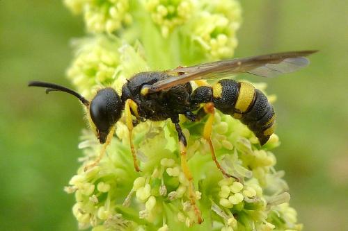 Réf. 88 409 : Cerceris rybyensis