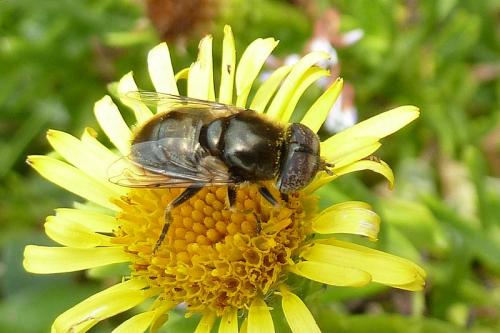 Réf. 88 524 : Eristalinus aeneus