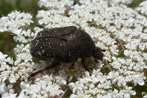 Réf. 88 616 : Netocia morio