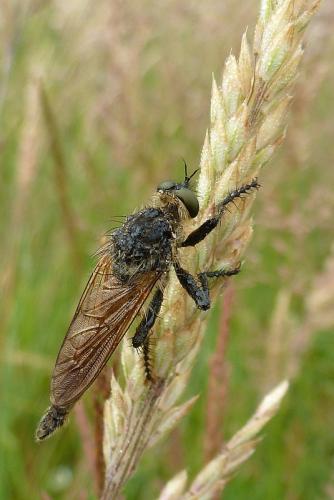 Réf. 88 736 : Machimus sp.