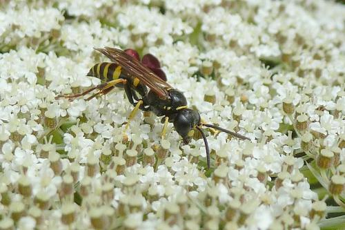 Gorytes quinquecinctus