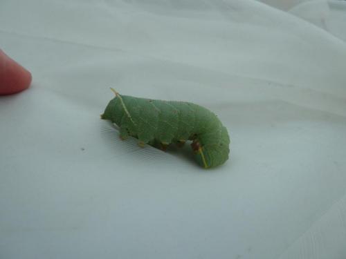 Laothoe populi