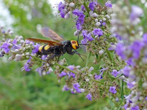 Réf. 88 425 : Megascolia maculata