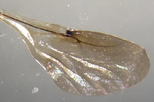 Sparasion sp.