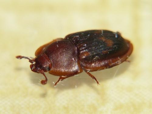 Amphotis marginata