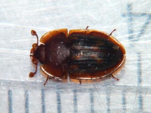 Amphotis marginata