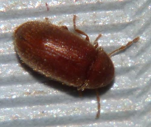 Réf. 88 707 : Stegobium paniceum