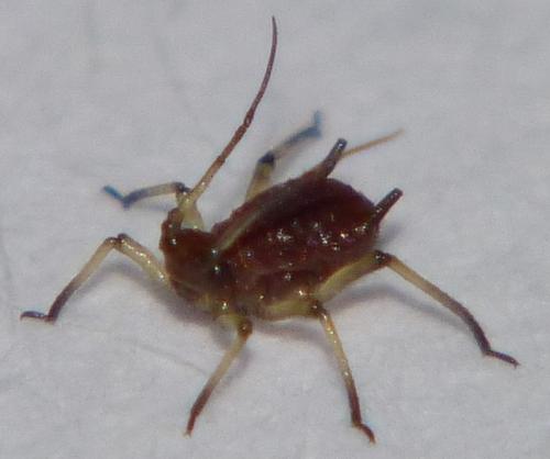 Réf. 88 897 : Macrosiphum sp.
