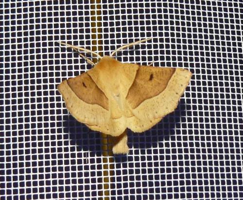 Réf. 88 157 : Crocallis elinguaria