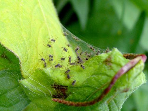 Pisaura mirabilis