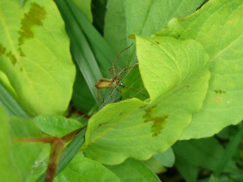Pisaura mirabilis
