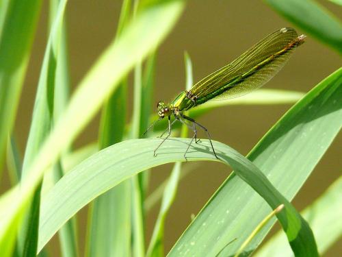 Calopteryx splendens