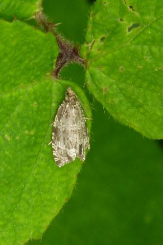 Réf. 88 292 : Phiaris umbrosana