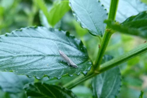Coleophora sp.