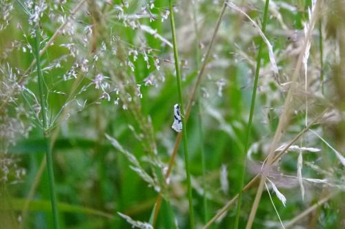 Nemapogon clematella