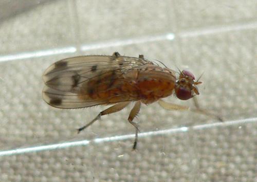 Réf. 88 090 : Suillia variegata