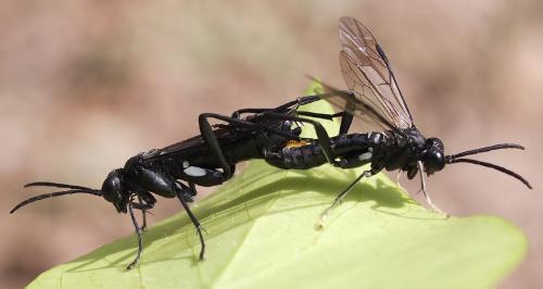 Réf. 88 363 : Macrophya blanda