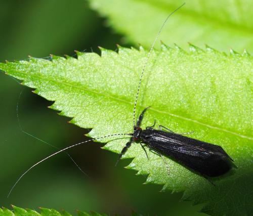 Réf. 88 048 : Mystacides sp.