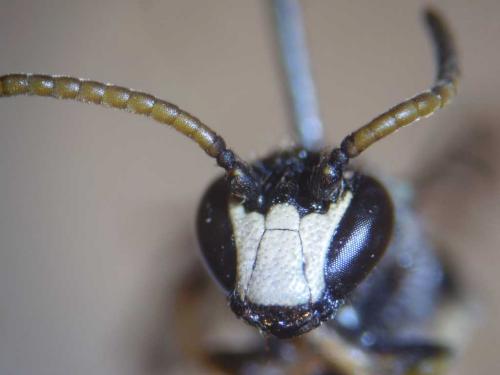 Hylaeus hyalinatus