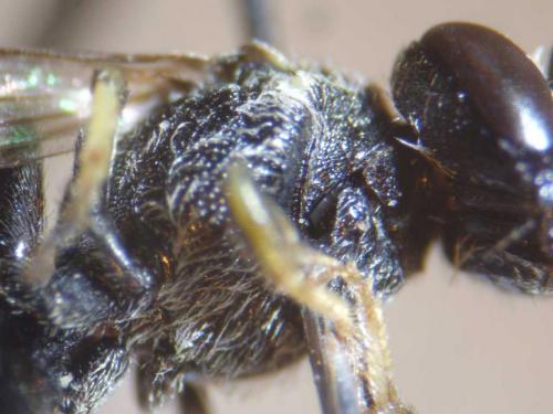 Hylaeus hyalinatus