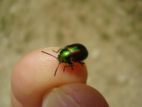 Chrysolina graminis