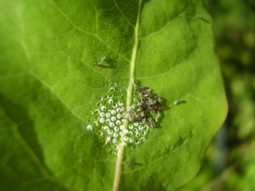 Réf. 88 027 : Mamestra brassicae