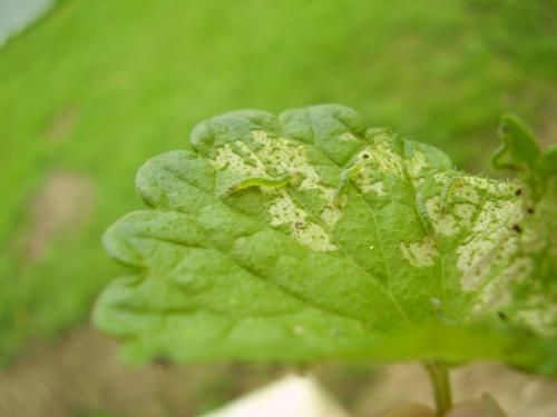 Réf. 88 371 : Mamestra brassicae