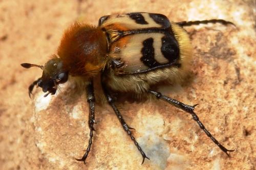 Réf. 88 646 : Trichius sp.