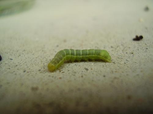 Mamestra brassicae