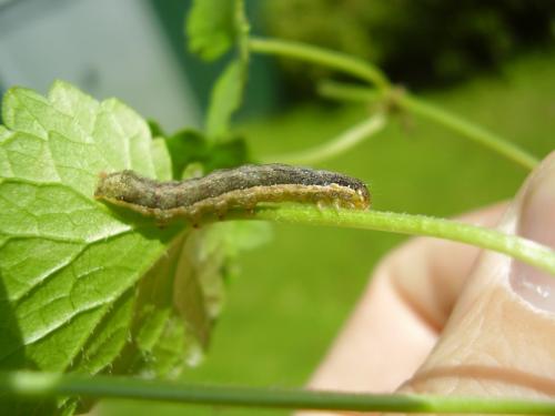 Mamestra brassicae