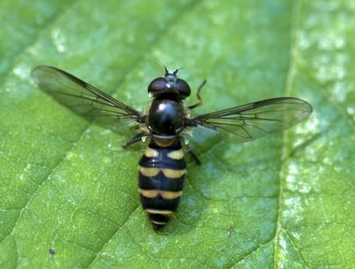 Parasyrphus sp.