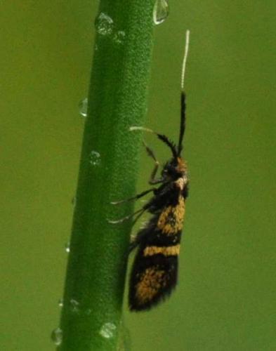 Nemophora associatella