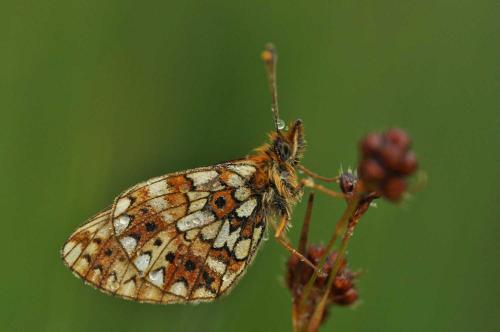 Boloria selene