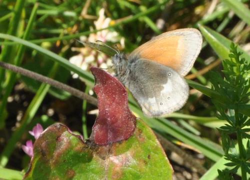 Réf. 88 851 : Coenonympha glycerion