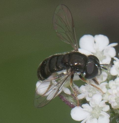 Paragus haemorrhous