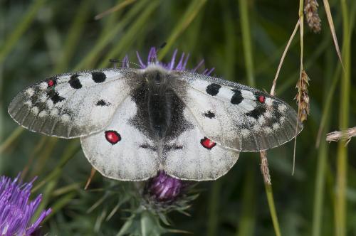 Réf. 88 999 : Parnassius phoebus