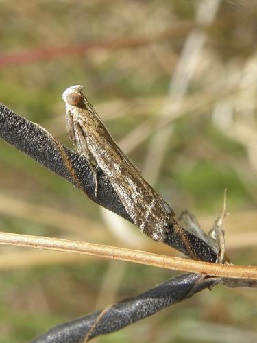 Pempeliella ornatella