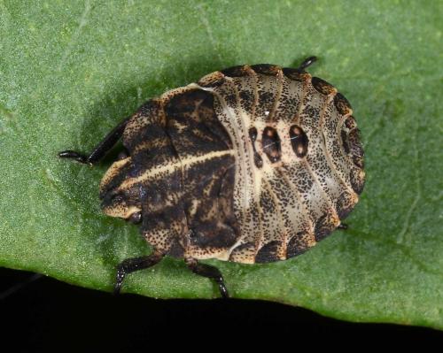Réf. 88 183 : Graphosoma italicum