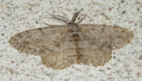 Réf. 88 324 : Hypomecis punctinalis