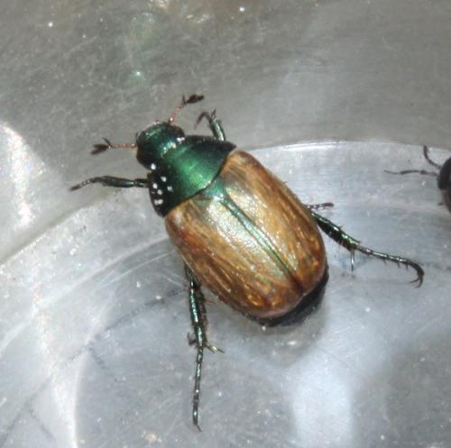 Réf. 88 299 : Anomala dubia