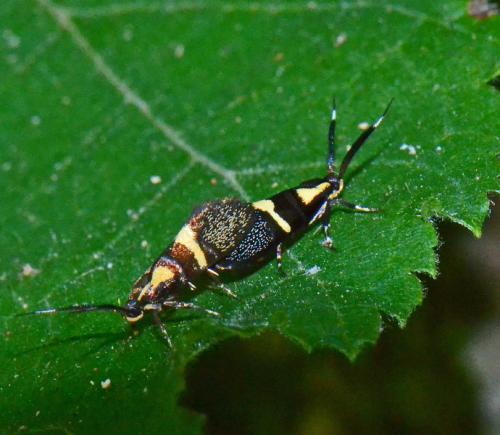 Dasycera oliviella