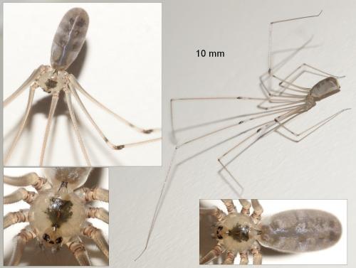 Pholcus phalangioides